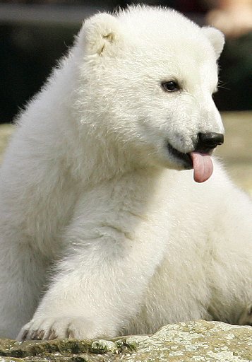 Polar bears need your help! These animals are at risk of extinction from 