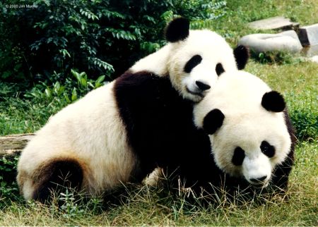 Did the internet bring these two lovepandas together? 